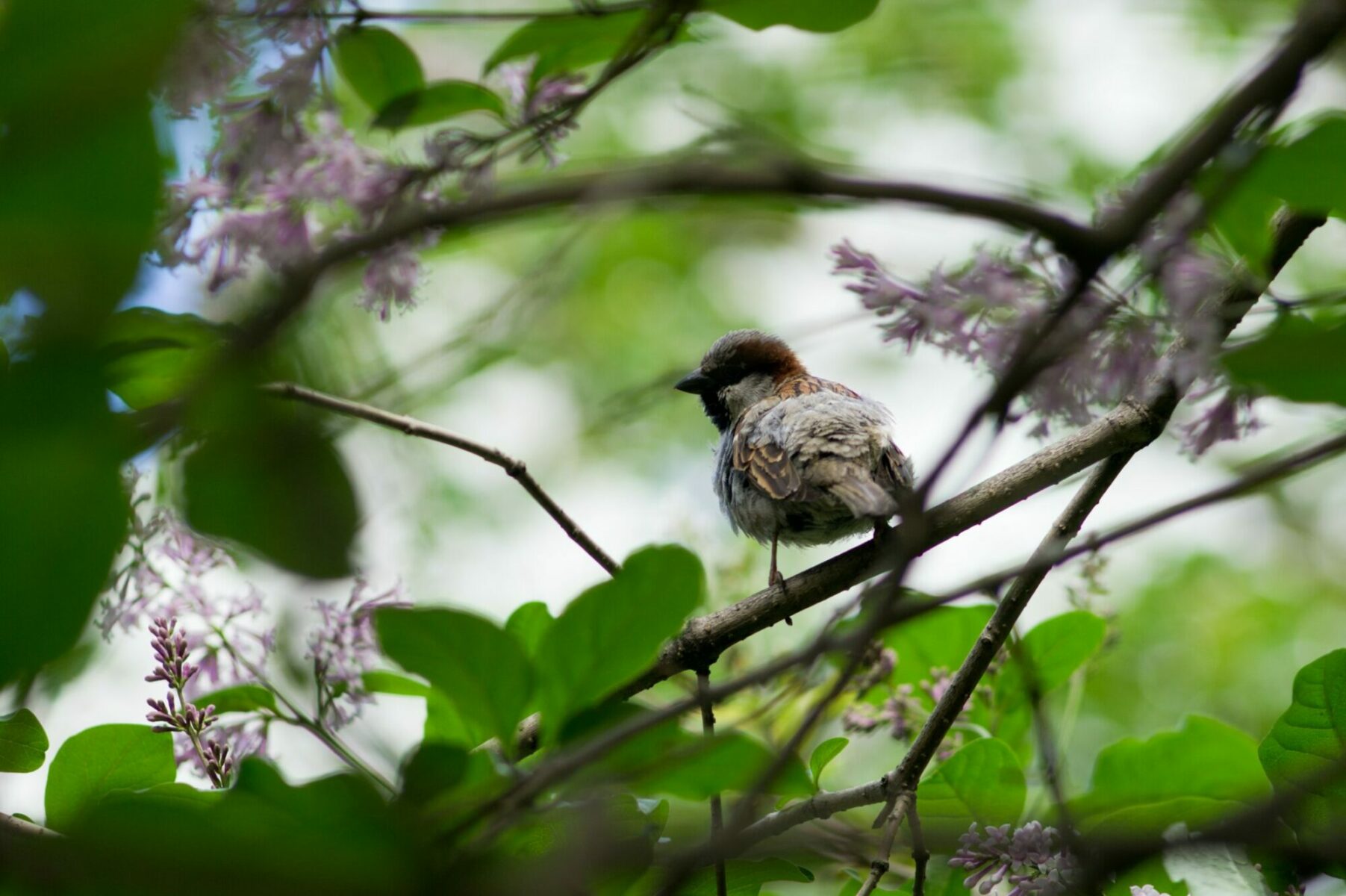 birdwatching--2048x1363